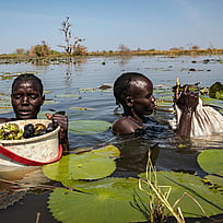 Två personer skördar näckrosor i ett vattendrag, de har vatten upp över axlarna.