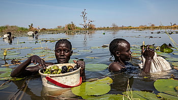 Två personer skördar näckrosor i ett vattendrag, de har vatten upp över axlarna.