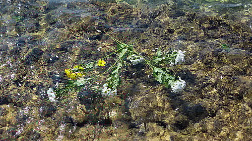 Blommar ligger i havet.