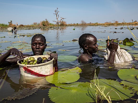 Två personer skördar näckrosor i ett vattendrag.