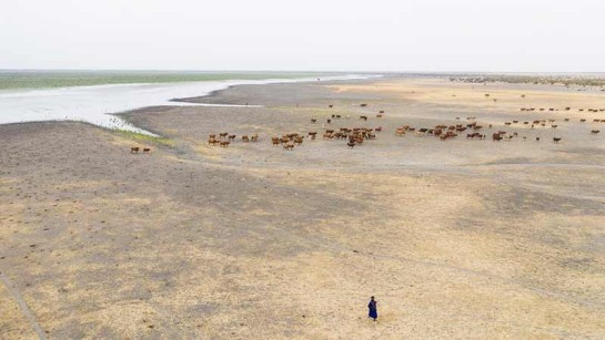 En herde från Fulani vattnar sina djur vid Lake Mahmouda, Mauretanien. Klimatförändringarna hotar försörjningen för samhällen runt sjön, bland dem maliska fiskare som flydde dit för att undkomma en omöjlig miljö i sitt eget land.