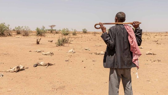 Gedi, en 55-årig boskapsnomad som är på flykt i Etiopien berättar att alla kor utom tre har dött i torkan. 