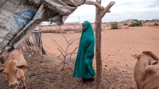 Hawa Ibrahim är på flykt med sina kor undan torkan i Etiopien.